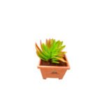 Red Pagoda Succulent