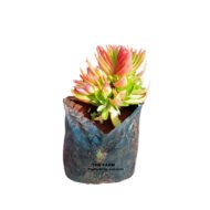 Red Pagoda Succulent - Image 2