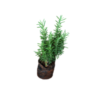 Rosemary Seedlings - Image 2