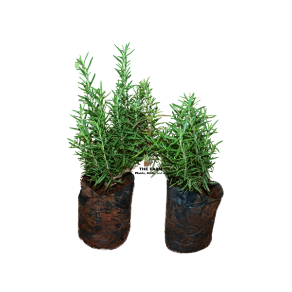 rosemary plant