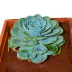 Echeveria Imbricata Succulent