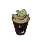 Kalanchoe Luciae Succulent Flap Jack Plant