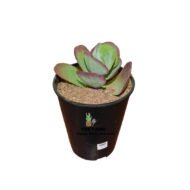 Kalanchoe Luciae Succulent Flap Jack Plant