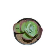 Kalanchoe Luciae Succulent Flap Jack Plant - Image 3