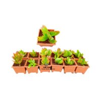 Red Pagoda Succulent - Image 3