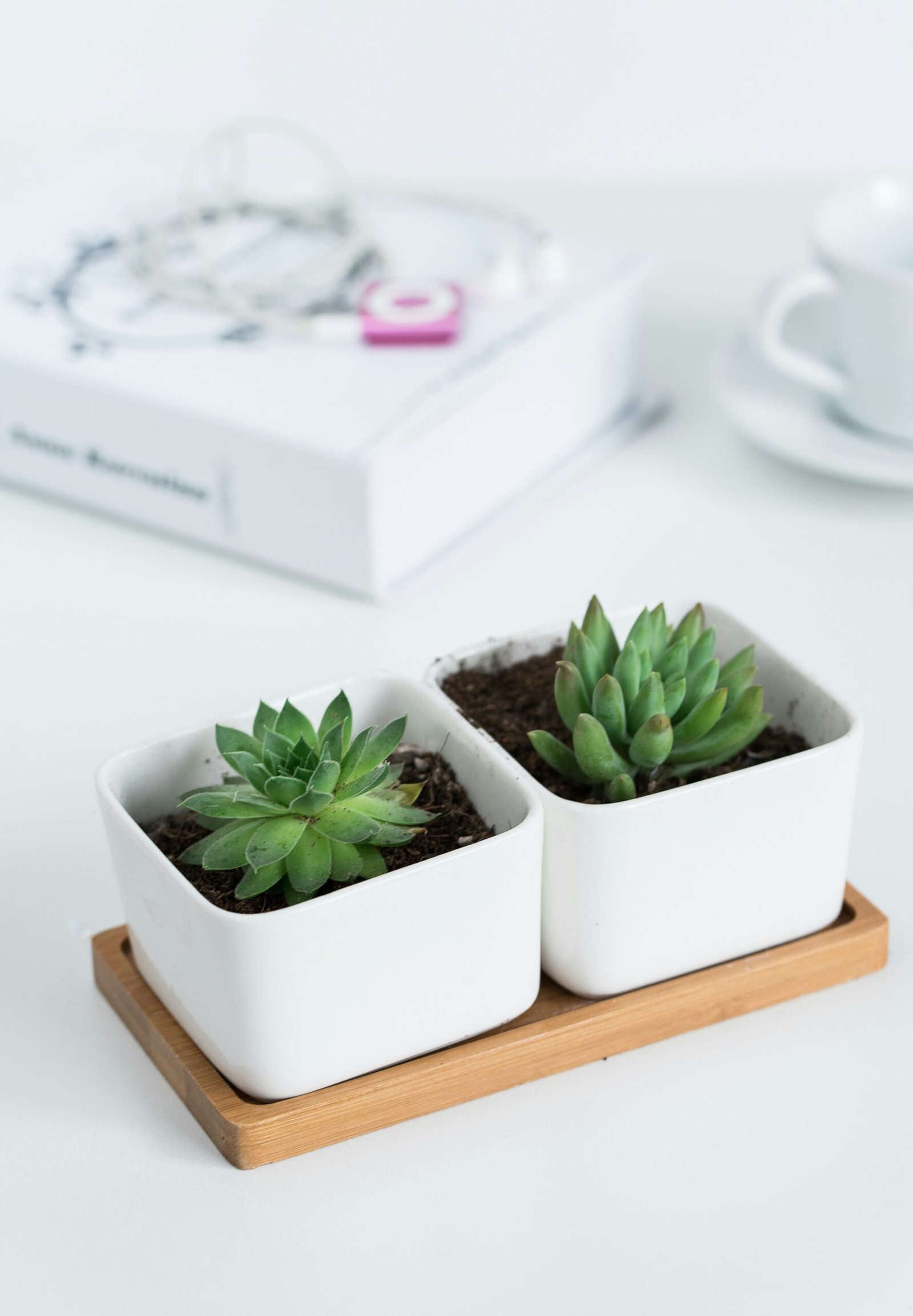 The Best Succulent Plants to Have in Your House