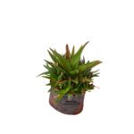 Black Gem Succulent Plants