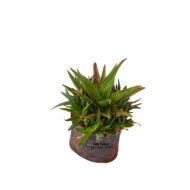Black Gem Succulent Plants