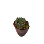 Torch Plant Succulent