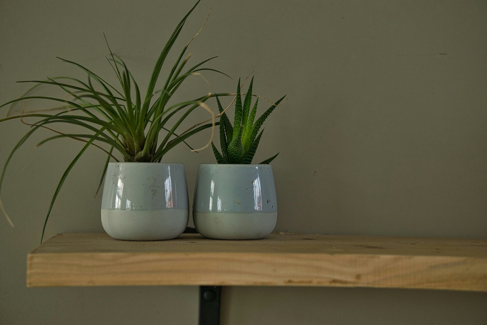 green plant in white ceramic pot