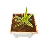 Song of India plant - Image 4