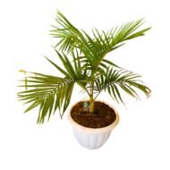 Growing Palm Trees - Image 2