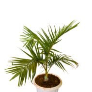 Growing Palm Trees - Image 3
