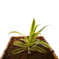 Song of India plant - Image 3