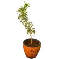 Song of India plant - Image 2