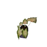 Caladium - Seafoam Plant - Image 2