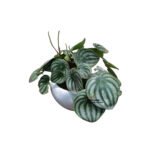 Peperomia Argyreia Plant