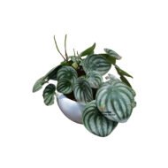 Peperomia Argyreia Plant