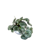 Peperomia Argyreia Plant - Image 3