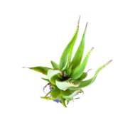 Aloe Vera plant - Image 2