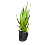 Aloe Vera plant