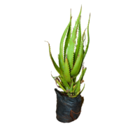 Aloe Vera plant