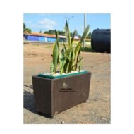 Snake Plant and Rattan Planter - Image 2