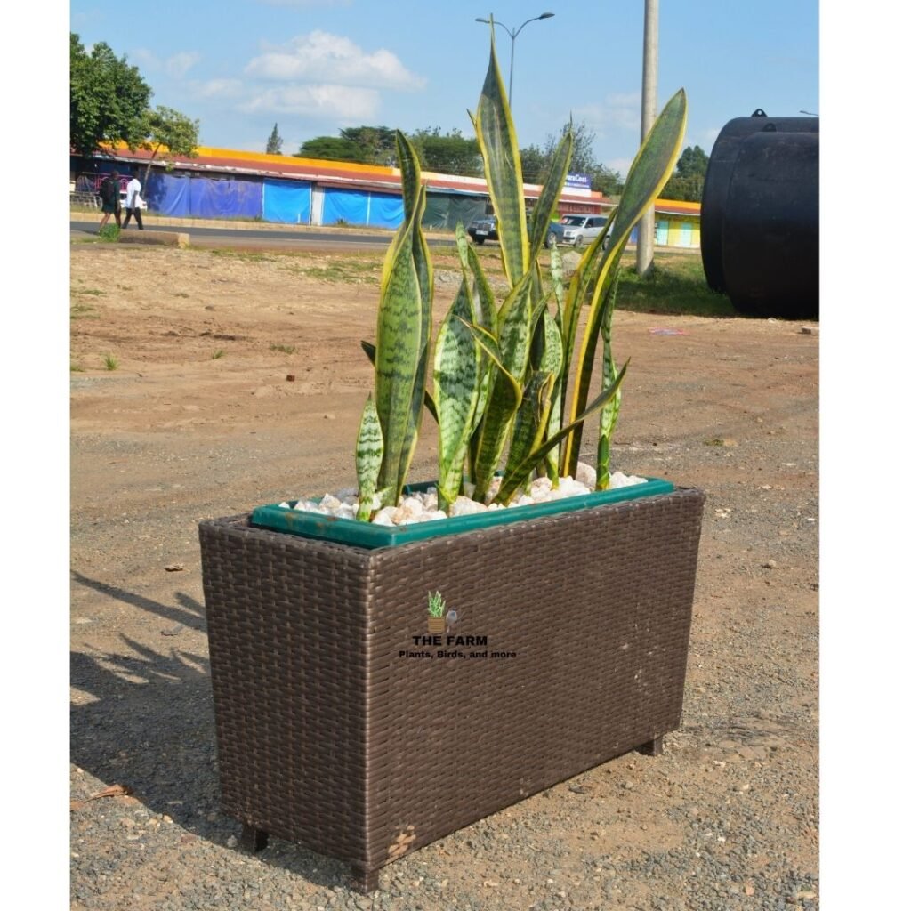 Snake Plant and Rattan Planter