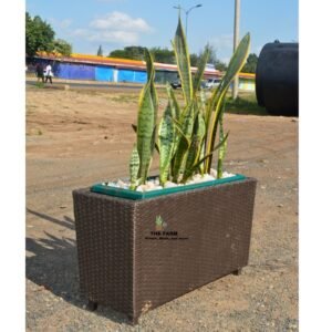 Snake Plant and Rattan Planter