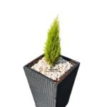Lemon Cyprus Plant in a square Rattan Planter