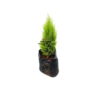 Lemon Cypress Seedlings (2 Feet Tall)