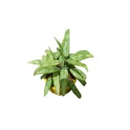 Aglaonema houseplant - Image 2