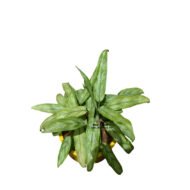 Aglaonema houseplant - Image 4