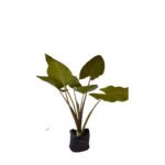 Alocasia Brisbanensis plants