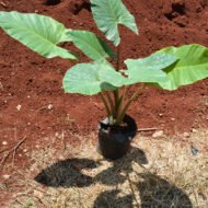 Alocasia Brisbanensis plants - Image 2