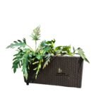 Philodendron Selloum and Rectangular Rattan Planter