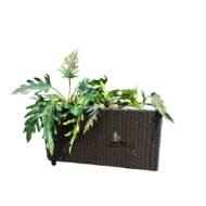 Philodendron Selloum and Rectangular Rattan Planter