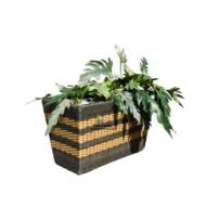 Philodendron Selloum and Rectangular Rattan Planter - Image 2