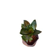 Dwarf Snake Plant - Image 3