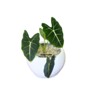 Alocasia Plant in a Fiberglass Pot (9x7cm) - Image 2