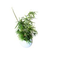 Bamboo and Sphere Fiber Glass Planter - Image 2