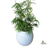 Bamboo and Sphere Fiber Glass Planter - Image 3