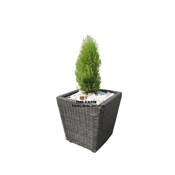 Lemon Cyprus Plant in a square Rattan Planter