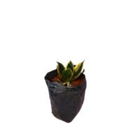 Dwarf Snake Plant - Image 2