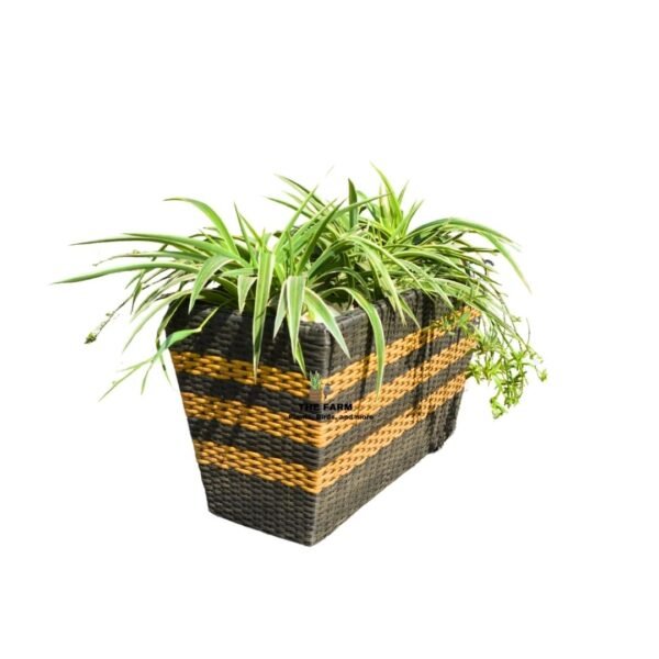 Spider Plant and rattan planter-70x38cm