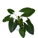 Alocasia Brisbanensis in Fiberglass Pots