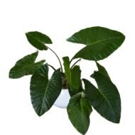 Alocasia Brisbanensis in Fiberglass Pots