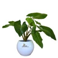 Alocasia Brisbanensis in Fiberglass Pots - Image 2