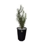 Rosemary plant in a small plastic planter