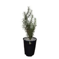 Rosemary plant in a small plastic planter